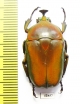 Trigonophorus rothschildi, male  Malaysia - INSECTS-STORE.RU