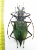 Psalidognathus friendi, female  Colombia 60mm  - INSECTS-STORE.RU