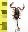 Scorpiones sp.  Italy - INSECTS-STORE.RU