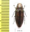 Buprestis lineata  USA - INSECTS-STORE.RU