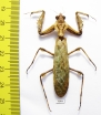 Mantodea sp.  Sudan - INSECTS-STORE.RU