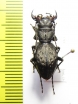 Omus dejeani  USA - INSECTS-STORE.RU
