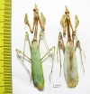 Mantodea sp.  Kazakhstan - INSECTS-STORE.RU
