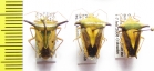 Hemiptera sp.  Peru - INSECTS-STORE.RU