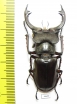 Lucanus prossi  Myanmar 54mm - INSECTS-STORE.RU