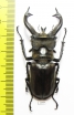 Lucanus tibetanus isakii  Myanmar 63mm - INSECTS-STORE.RU