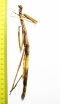 Phasmatodea sp., female  Panama 185mm - INSECTS-STORE.RU