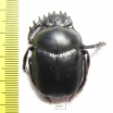 Scarabaeus acuticollis  Tajikistan - INSECTS-STORE.RU