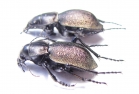 Callisthenes karelini vladimiri, pair  E.Kazakhstan - INSECTS-STORE.RU