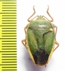 Hemiptera sp.  Peru - INSECTS-STORE.RU
