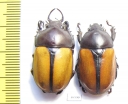 Fruhstorferia anthracina, pair  Malaysia - INSECTS-STORE.RU
