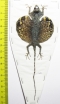 Draco volans, female  Indonesia, Java - INSECTS-STORE.RU