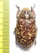 Polyphylla tonkinensis, male  Thailand - INSECTS-STORE.RU
