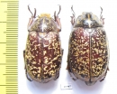 Polyphylla tonkinensis, pair  Thailand - INSECTS-STORE.RU