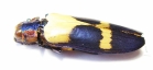 Chrysochroa buqueti  Malaysia - INSECTS-STORE.RU