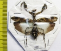 Mantodea sp.  Indonesia, Java - INSECTS-STORE.RU
