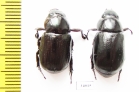 Dynastinae sp., pair  Ecuador - INSECTS-STORE.RU