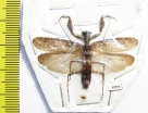 Mantodea sp.  Indonesia, Java - INSECTS-STORE.RU
