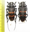 Ceroplesis militaris, pair  Congo - INSECTS-STORE.RU