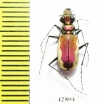 Cicindela lacteola lacteola  Kazakhstan - INSECTS-STORE.RU