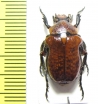 Cetoniinae sp.  Madagascar - INSECTS-STORE.RU