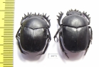 Scarabaeus pius, pair  Russia, Astrakhan reg. - INSECTS-STORE.RU