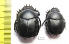 Scarabaeus pius, pair  Russia, Astrakhan reg. - INSECTS-STORE.RU