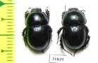 Phelotrupes imurai, pair China - INSECTS-STORE.RU