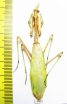Mantodea sp.  Kazakhstan - INSECTS-STORE.RU