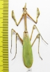 Mantodea sp.  Kazakhstan - INSECTS-STORE.RU