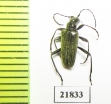 Acmaeops angusticollis  Russia, Krasnoyarsk reg. - INSECTS-STORE.RU