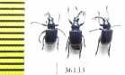Rhynchitidae sp.  Thailand - INSECTS-STORE.RU