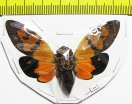 Gaeana festiva  Malaysia - INSECTS-STORE.RU