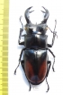 Hexarthrius parryi paradoxus  Indonesia, Sumatra 70mm - INSECTS-STORE.RU