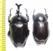 Allomyrina dichotomus, pair  Thailand  58mm - INSECTS-STORE.RU