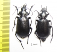 Calosoma maderae dsungaricum, pair  Russia, Astrakhan reg. - INSECTS-STORE.RU