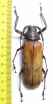 Bandar pascoei pascoei  Indonesia, Java 71mm - INSECTS-STORE.RU