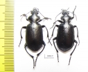 Calosoma maderae dsungaricum, pair  Russia, Astrakhan reg. - INSECTS-STORE.RU
