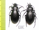 Carabus (Scambocarabus) kruberi, pair  Russia, Krasnoyarsk reg. - INSECTS-STORE.RU