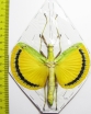 Tagesoidea nigrofasciata, female  Malaysia - INSECTS-STORE.RU