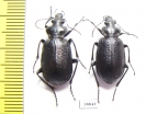 Calosoma denticolle, pair  Russia, Astrakhan reg. - INSECTS-STORE.RU