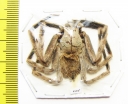 Arachnida sp.  Malaysia - INSECTS-STORE.RU