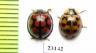 Coccinellidae sp.  South Africa Rep. - INSECTS-STORE.RU