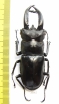 Hexarthrius buqueti  Indonesia, Java 71mm - INSECTS-STORE.RU