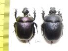 Enoplotrupes scharpi, pair  Thailand - INSECTS-STORE.RU