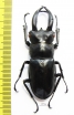 Hexarthrius buqueti  Indonesia, Java  64mm - INSECTS-STORE.RU