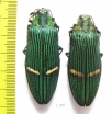 Catoxantha opulenta, pair  Malaysia - INSECTS-STORE.RU