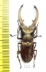 Cyclommatus canaliculatus freygessneri  Indonesia, Java  49mm - INSECTS-STORE.RU