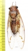 Homoptera sp.  Malaysia - INSECTS-STORE.RU