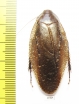 Blattodea sp.  Malaysia - INSECTS-STORE.RU